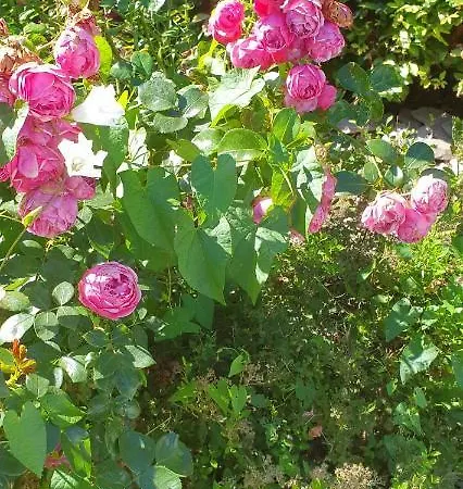 O Pres De La Lienne, De Charme, Accord Parfait Entre Confort Et Authenticite * Lierneux