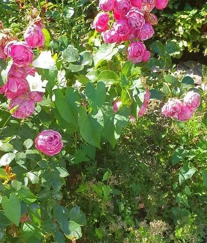 O Près De La Lienne, De Charme, Accord Parfait Entre Confort Et Authenticité * Lierneux